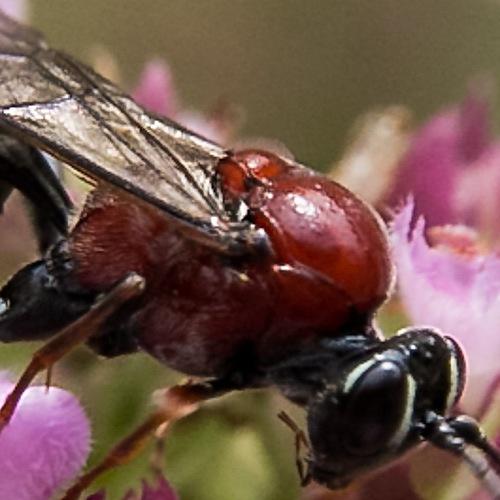 Neotypus melanocephalus